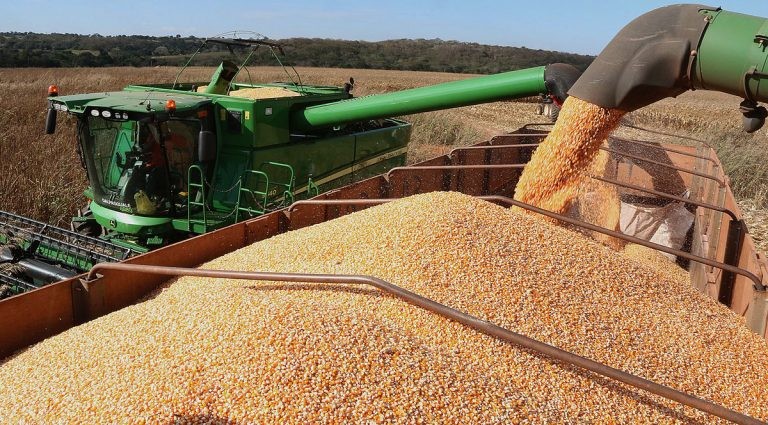 Escassez de milho no mercado interno nos últimos anos prejudicou pequenos criadores - (Foto: Divulgação/Governo de Mato Grosso do Sul)