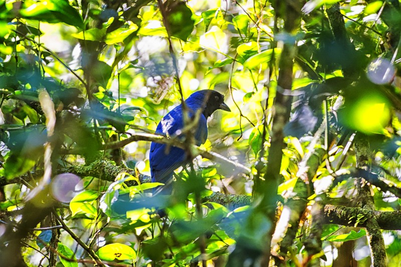 Foto: Denis Ferreira Netto