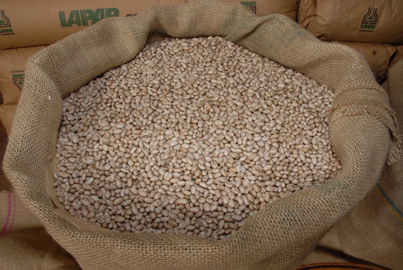 Foto: IAPAR