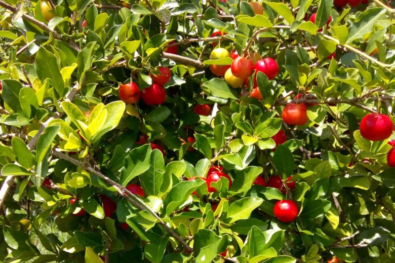 Foto: Cooperativa Frutispérola