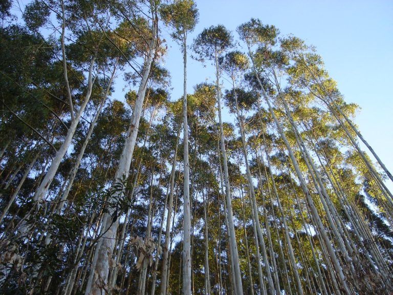 Cenibra planta eucaliptos para usar como matéria-prima da celulose - (Foto: Divulgação/Governo do Espírito Santo)