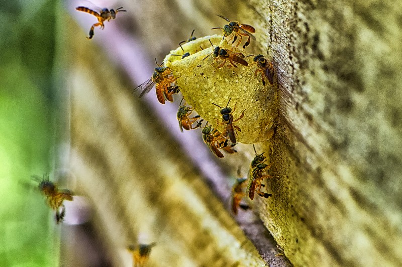 Foto: Denis Ferreira Netto