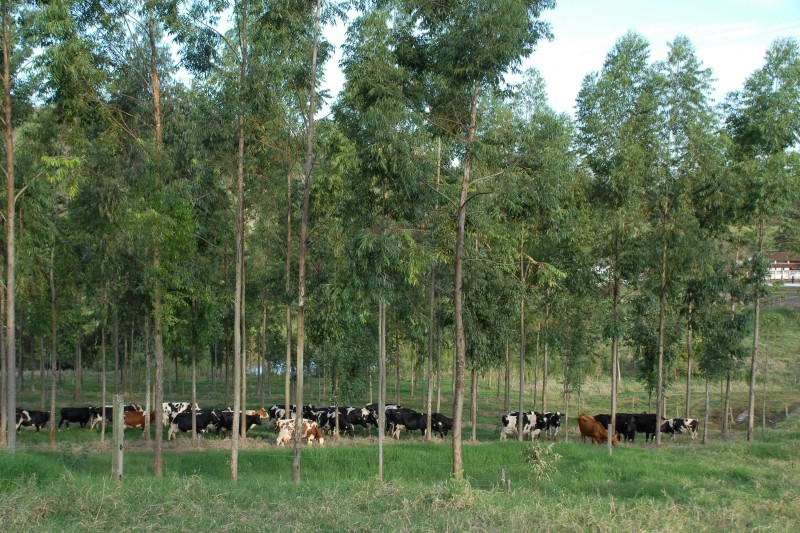 Foto: IAPAR- Arquivo AEN