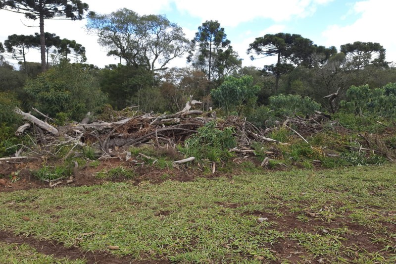 Foto: IAT/SEDEST-PARANÁ