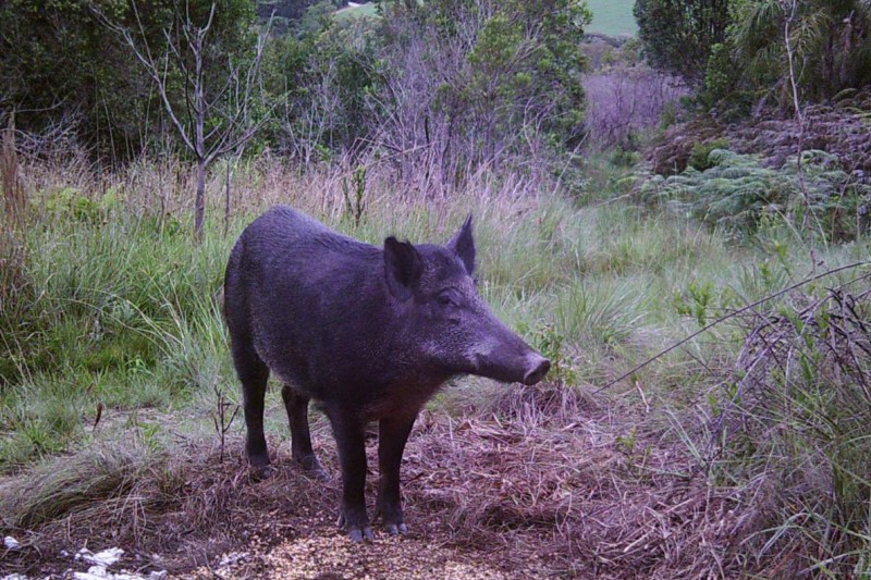 Foto: IAT/SEDEST-PARANÁ