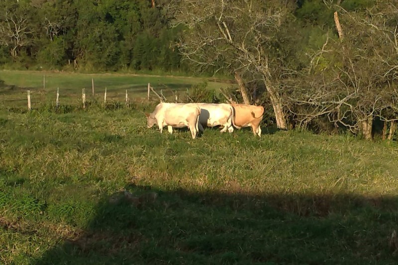 Foto: IDR-PARANÁ
