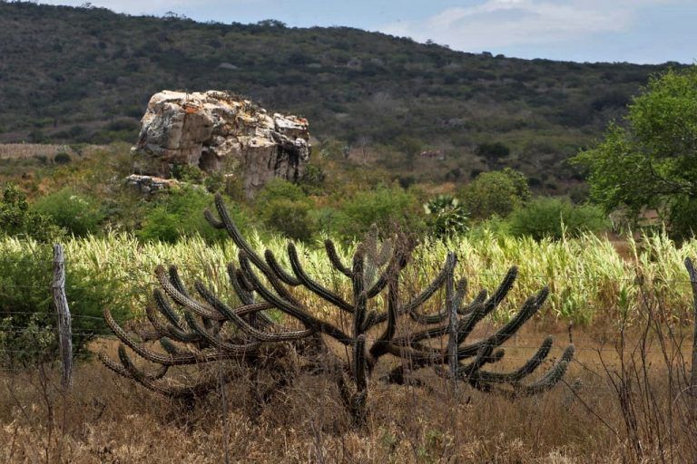 Caatinga é o bioma do sertão nordestino - (Foto: Mateus Pereira/Governo da Bahia)