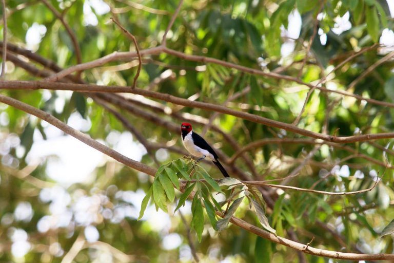 Brasil é um dos países com maior biodiversidade do mundo - (Foto: Bruno Cecim/Agência Pará)