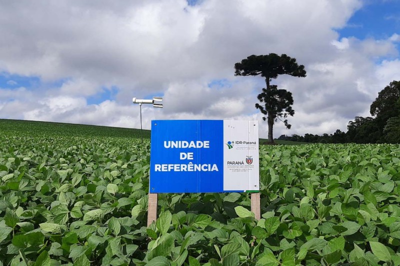 Foto: IDR-PARANÁ