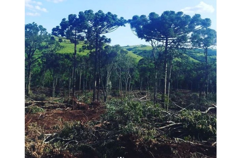 Foto: Polícia Ambiental/SESP-PARANÁ