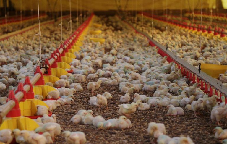 Deputado alerta que falta de grãos prejudicará produção de aves e ovos - (Foto: Cristiano Estrela/Governo de Santa Catarina)
