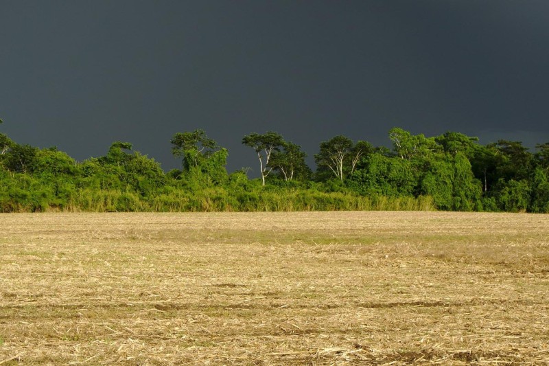 Foto: IDR-Paraná