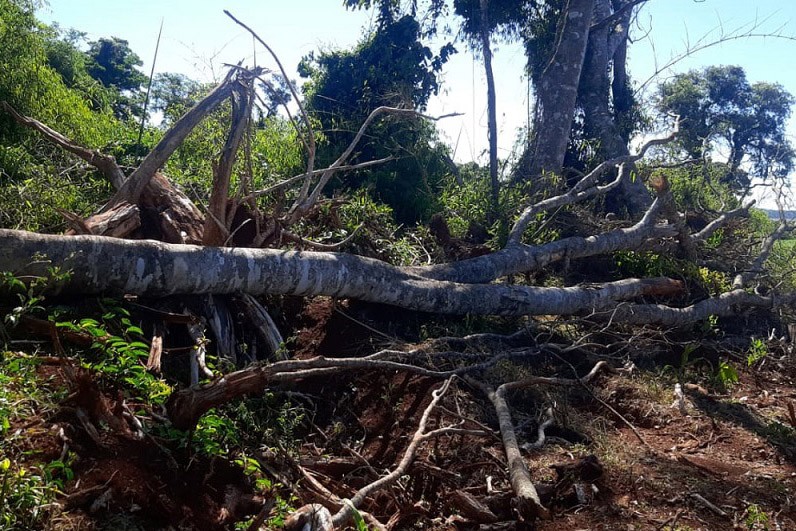 Foto: Batalhão Ambiental localiza desmatamento em Catanduvas e aplica multa de R$ 84 mil