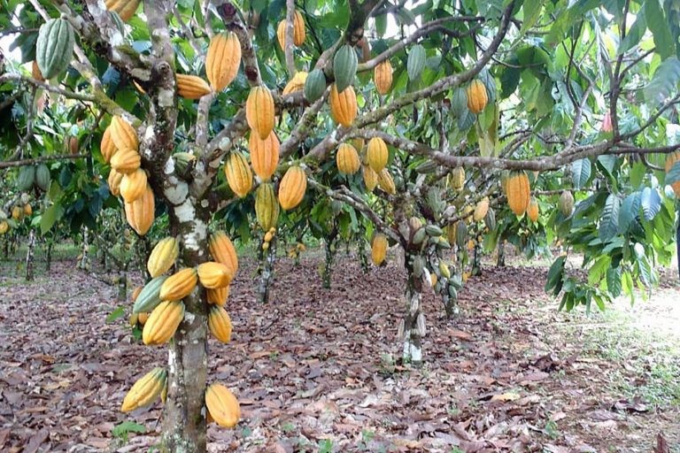 Pragas africanas poderiam contaminar plantações no Brasil - (Foto: Marco Nascimento/Agência Pará)