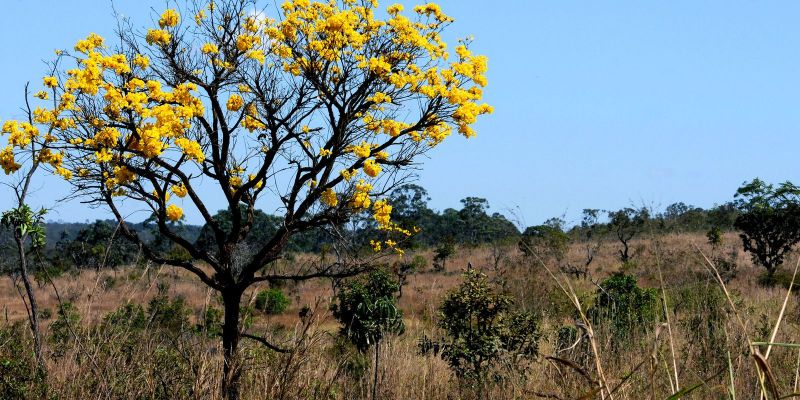 © Toninho Tavares/Agência Brasília