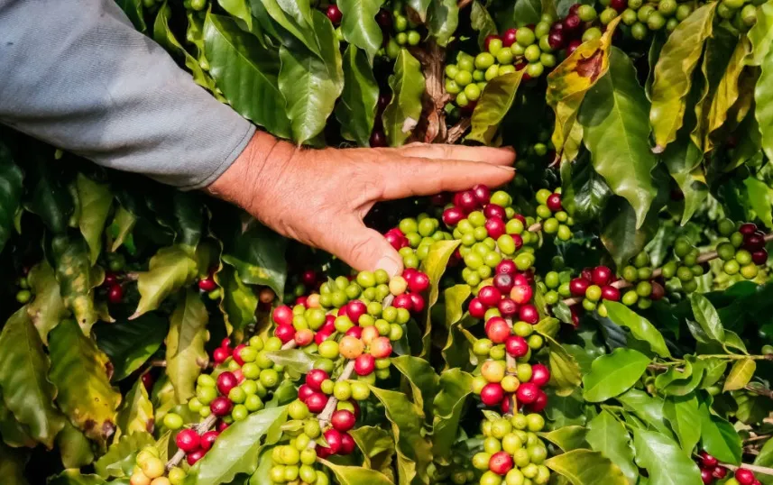 Cafés produzidos em Apucarana têm como características o sabor frutado, com notas de melaço, além de uma acidez típica e equilibrada - Foto: Jair Ferreira/Prefeitura de Apucarana.