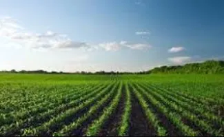 Foto: Agrolink