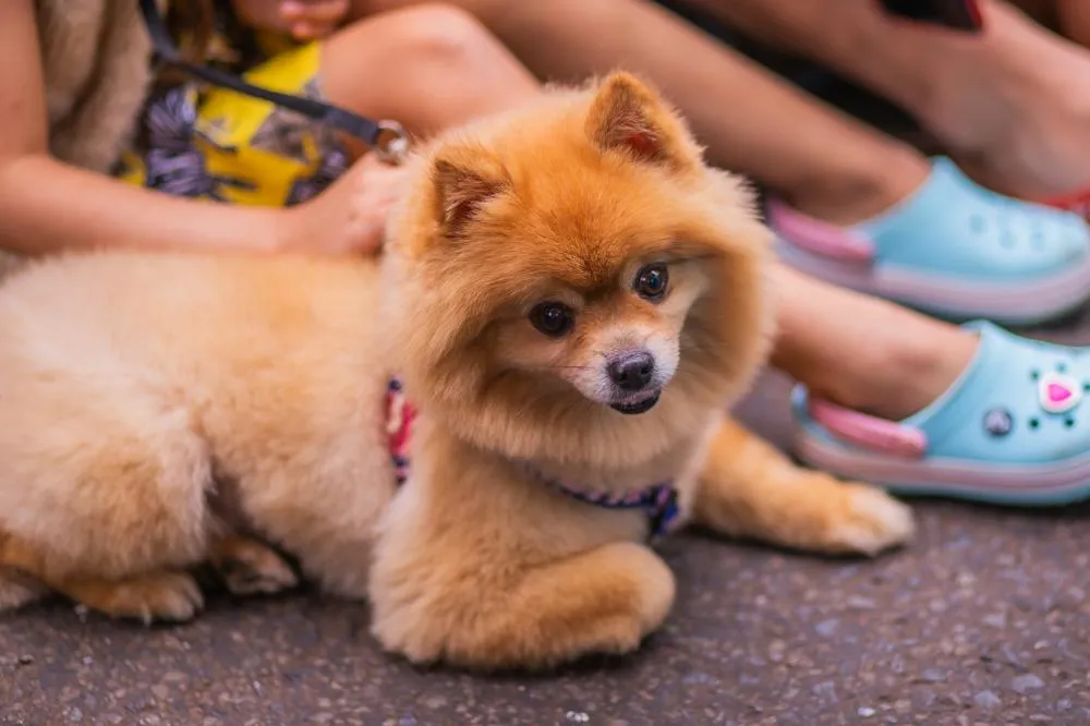 No ano passado teve a presença de vários pets, na foto, esse dog fofo foi registrado pela fotografa Pan Souza Tonello curtindo um dos espeáculosFoto: Pan Souza Tonello