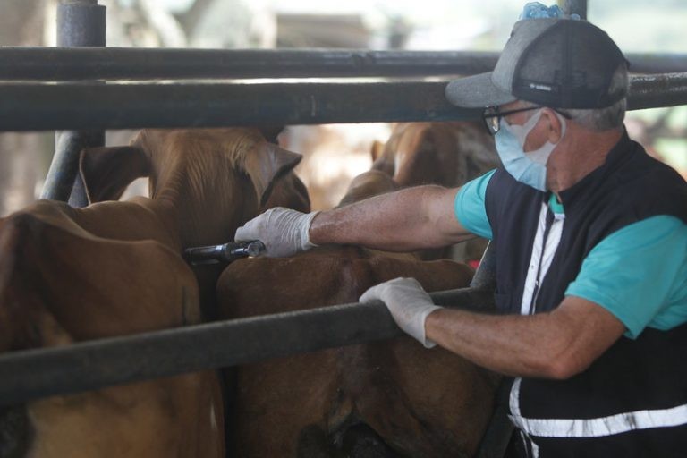 Rebanho sendo vacinado contra a febre aftosa - (Foto: Fernando Vivas/GOVBA)