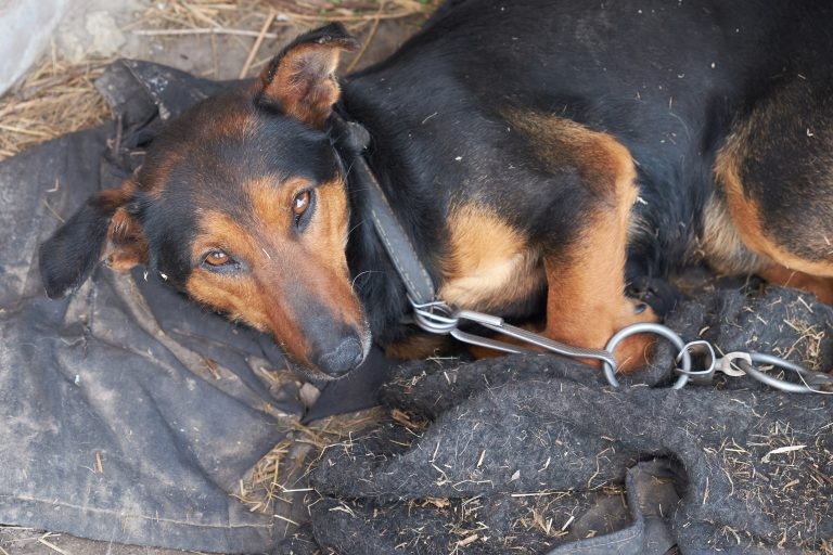 O cão doméstico é considerado reservatório epidemiologicamente importante - (Foto: Depositphotos)