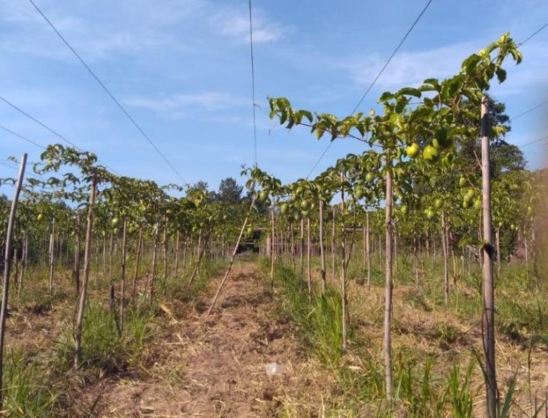 Audiência vai debater o apoio à agricultura sustentável - (Foto: Alberto Mazetti/Incra)