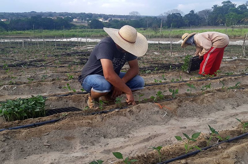 Agenda legislativa para apoiar agricultores familiares é foco da Comissão Senado do Futuro - Marcos Oliveira/Agência Senado
